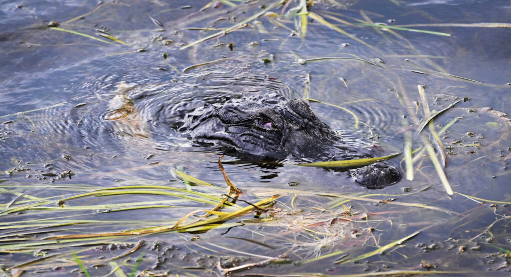 alligator